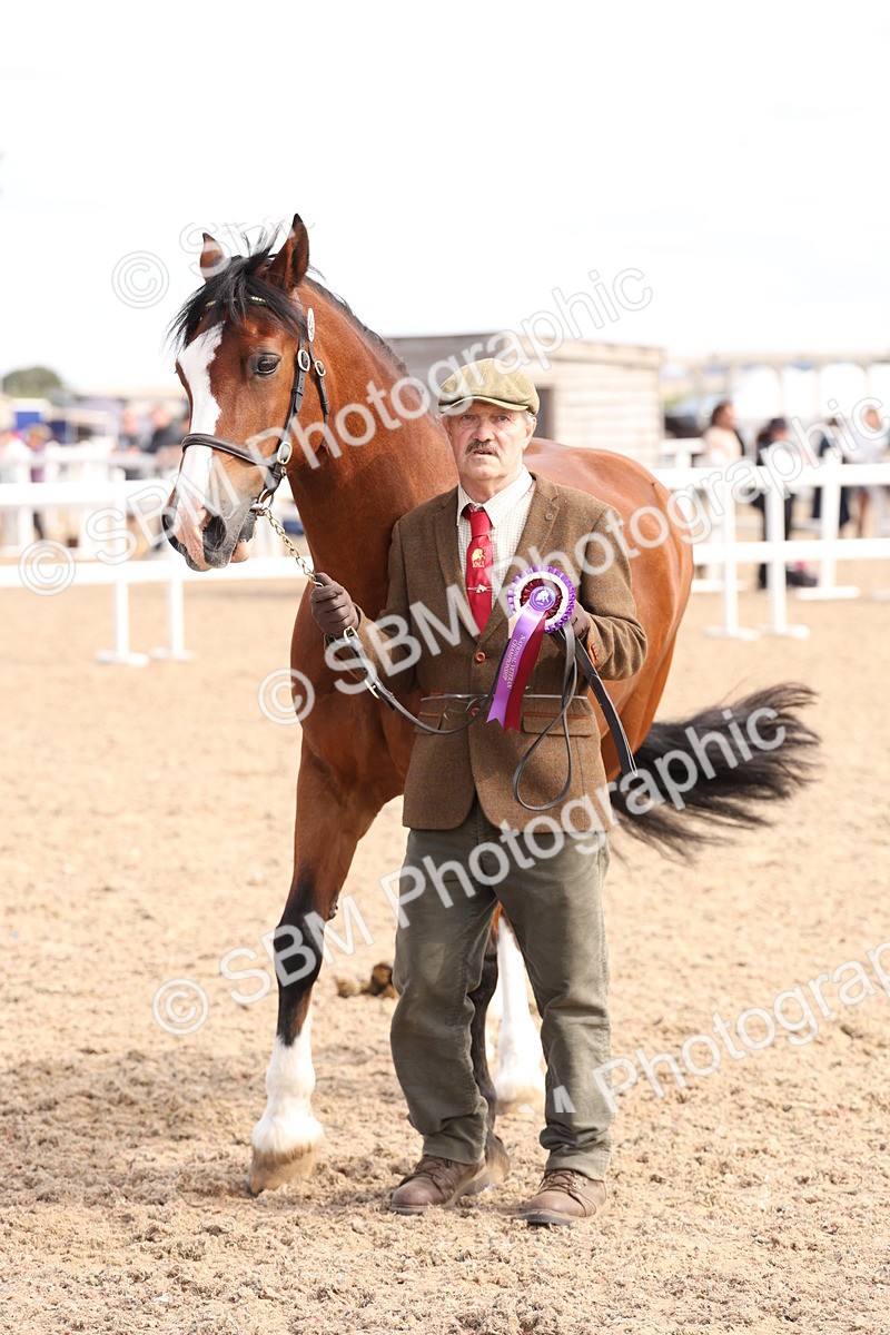 SBM_14736 - Class 208 - IH Veteran Horse