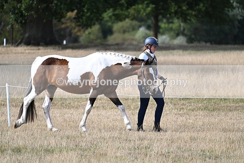 WJ7_8058 - In-hand Championship