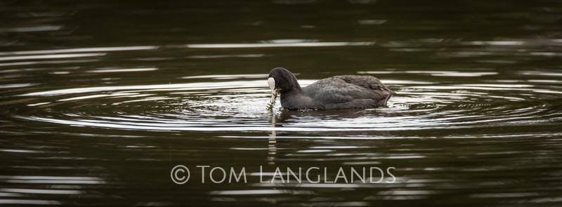 Coot - Rails and Crakes