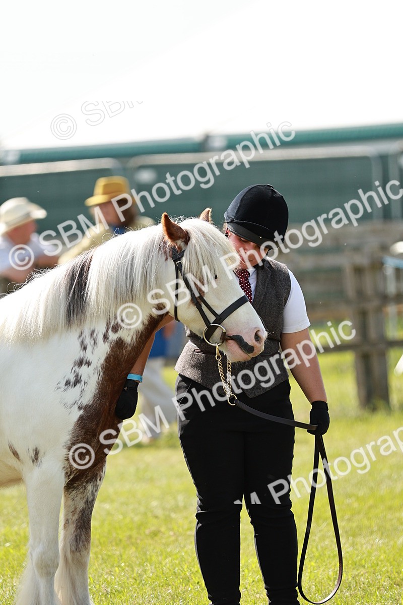 SBM_08677 - Class 63-65 - Traditional Gypsy Cobs In Hand & Ridden