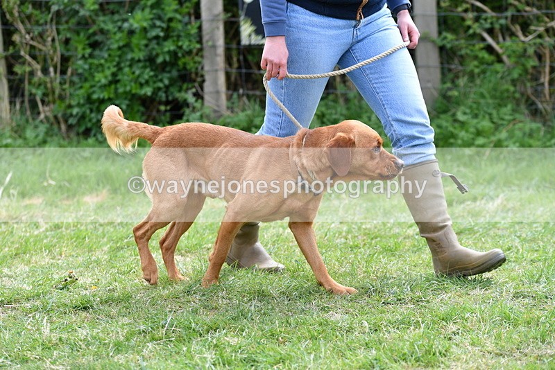 WJ5_9569 - Class 3 Most Handsome Dog