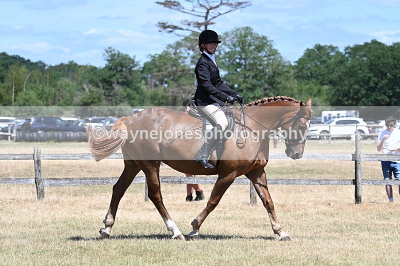 WJ7_2883 - Class 7 Riding Club Show Horse