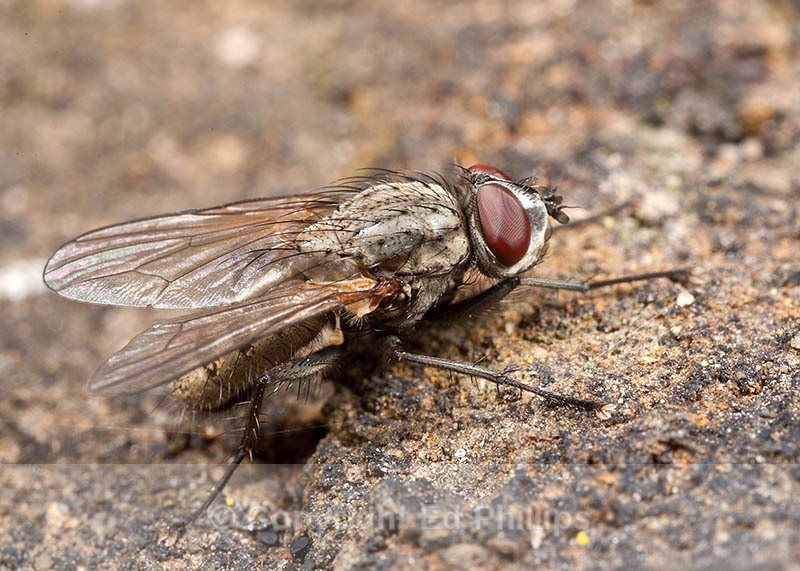 Leucophora Fly - Leucophora