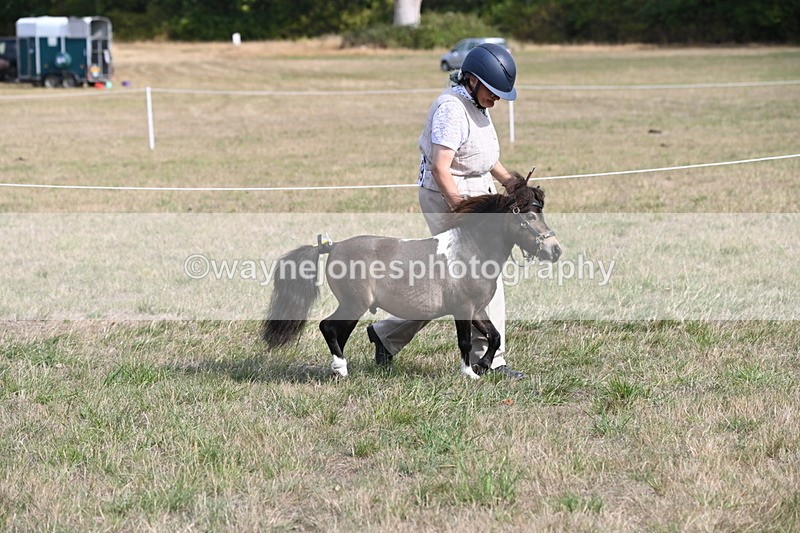 WJ6_6825 - Class 21 Shetland & Mini Horses