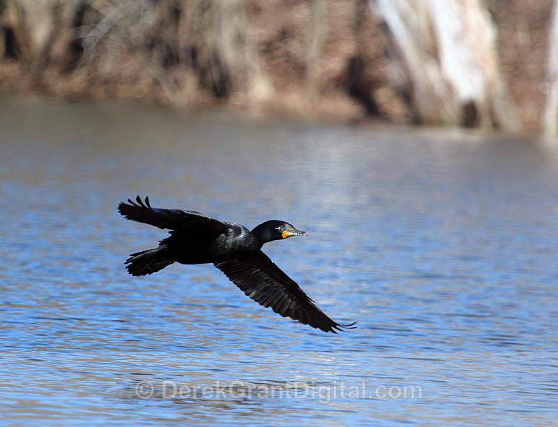 Double-Crested Cormorant in Flight