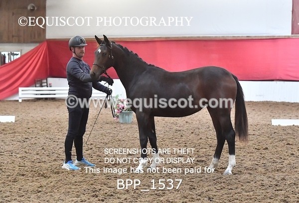 BPP_1537 - MORNING 9AM - 12PM