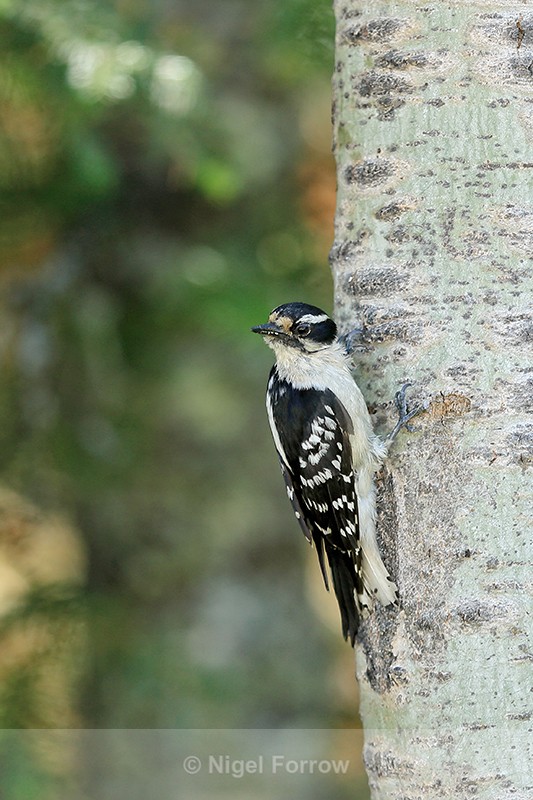Downy Woodpecker showing tail spots, Minnesota, USA - Downy Woodpecker