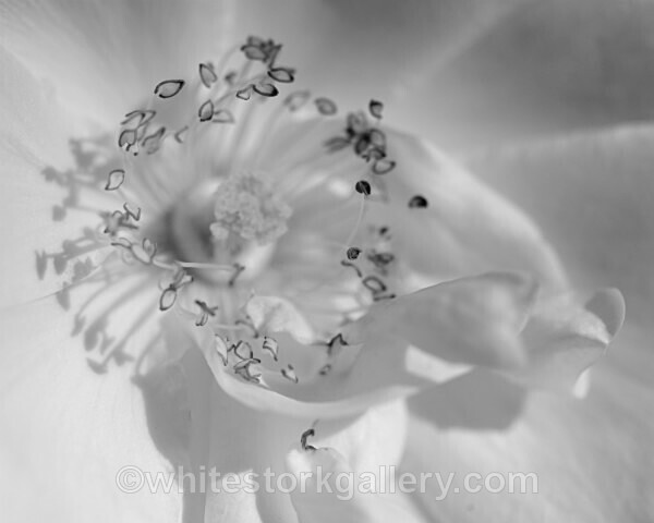  - Slow Photography