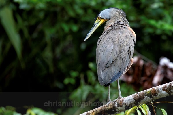  - Birds of Costa Rica and Mauritius