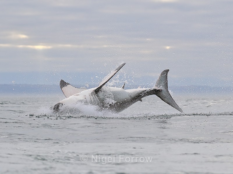 Great White Shark breach (frame 12), Mossel Bay, South Africa - Breaching Great White Shark