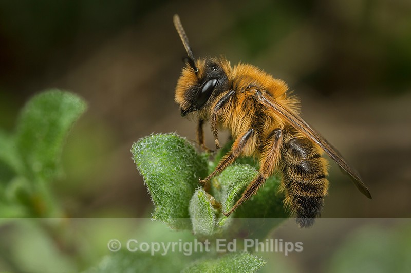 Andrena nigroaenea (m)