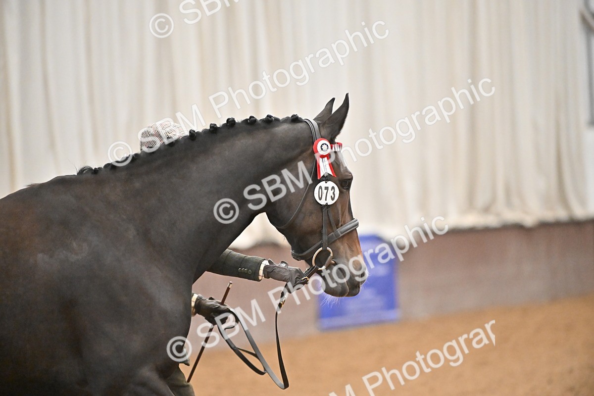 EB7_8396 - Class 3 - In Hand Foreign Breeds & Warmbloods