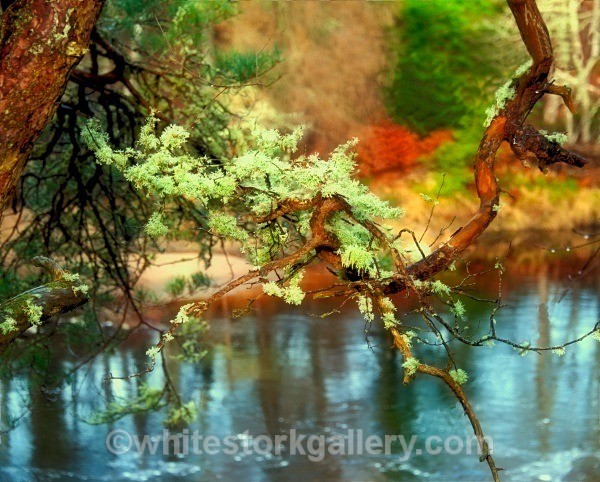 Randolph's Leap - Light In The Forest