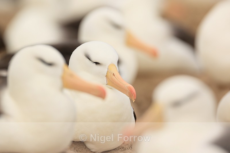 Resting Black-browed Albatrosses, Steeple Jason, Falklands - Black-browed Albatross