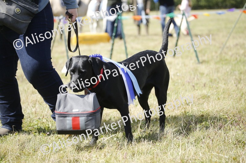 20250831-3737 - Dog Show