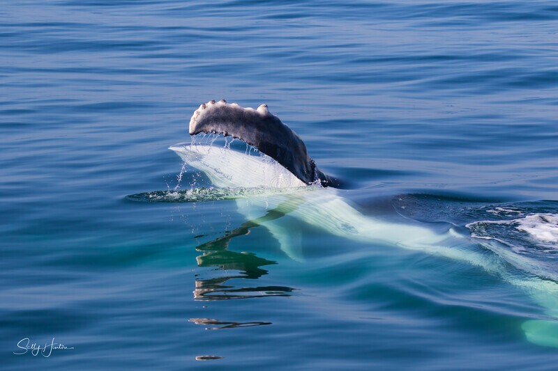 0A3A7602 Baby Wave 1 - Humpback Whales