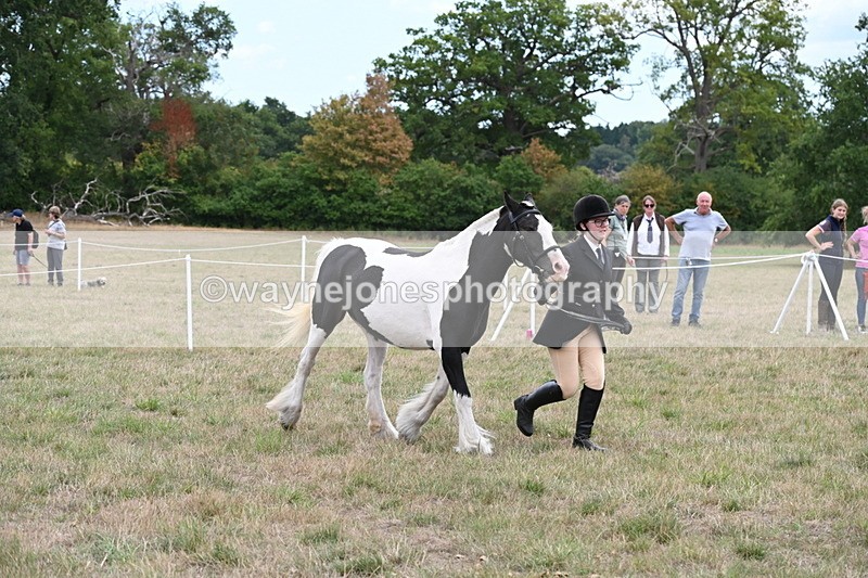 WJ6_5709 - Class 18 In-hand Coloured