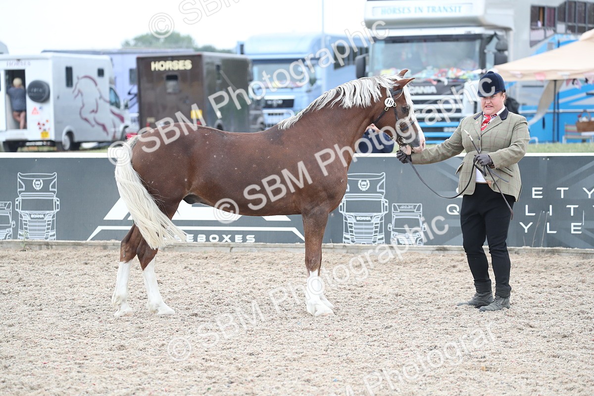 SBM_17901 - Class 317 IH Pure bred Horse/Pony