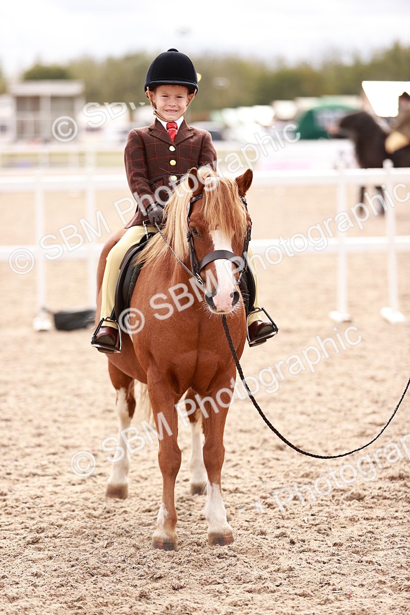SBM_18319 - Class 417 - Handsome Gelding (IH or Ridden - JNR)