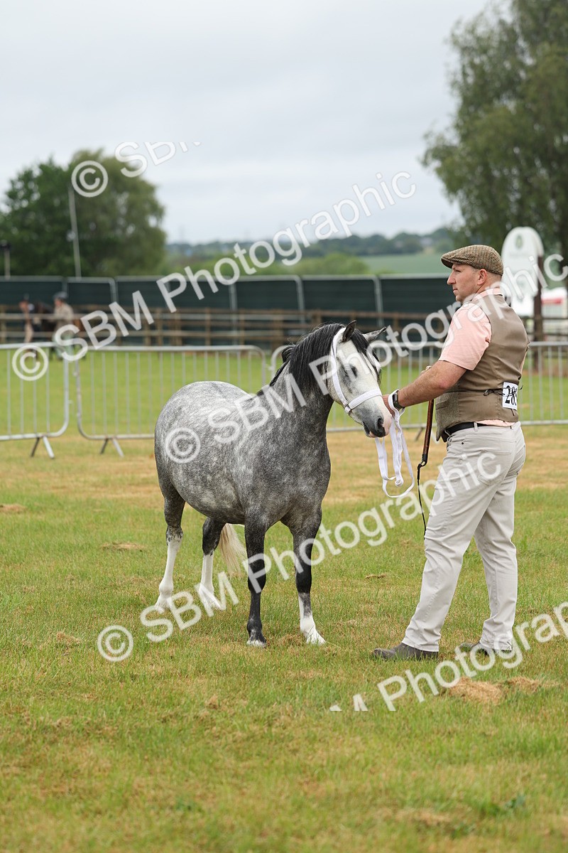 SBM_01357 - Class 50-57 - M&M Welsh Pony In Hand