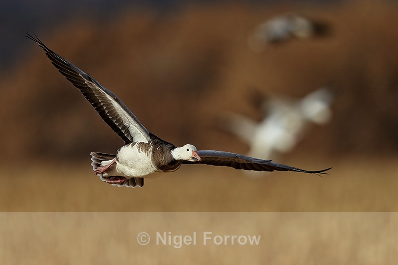 Snow Goose (adult dark morph), Bosque del Apache, New Mexico - Snow Goose