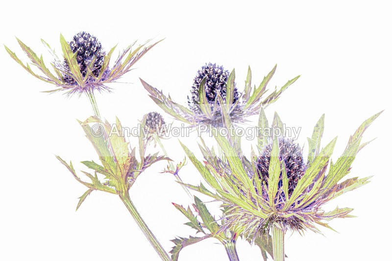 Thistle - Plants & Flowers