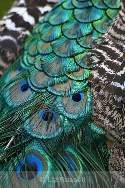  - Wildlife