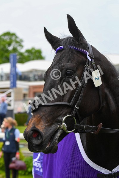 180523-Race 6-Cuban Thunder-0779 - Race 6 4.45pm Frank Whittle Partnership ebfstallions.com Maiden Stakes