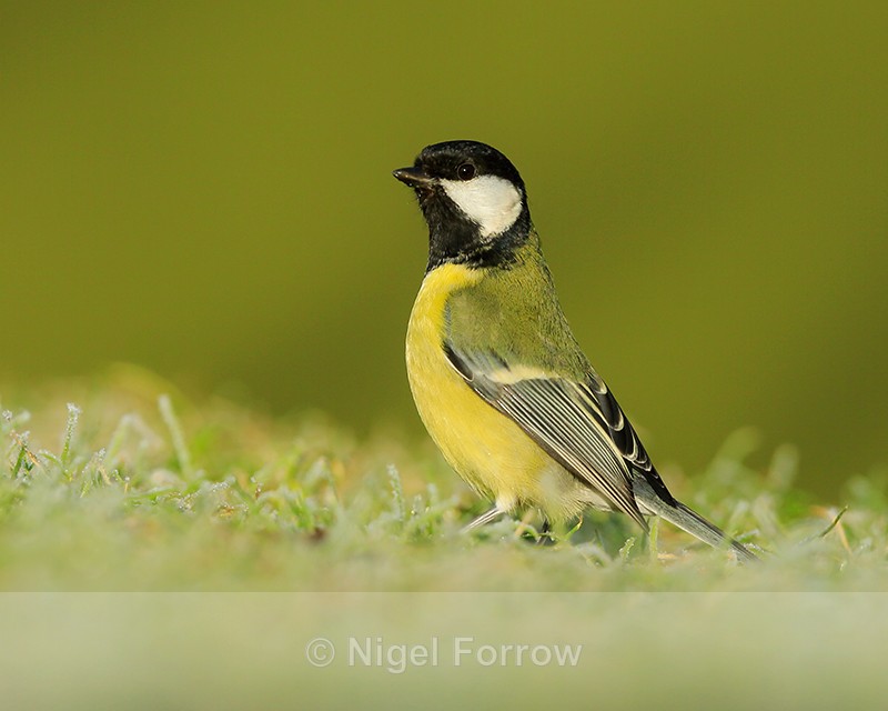 Great Tit (adult) standing upright, Worcestershire - Great Tit