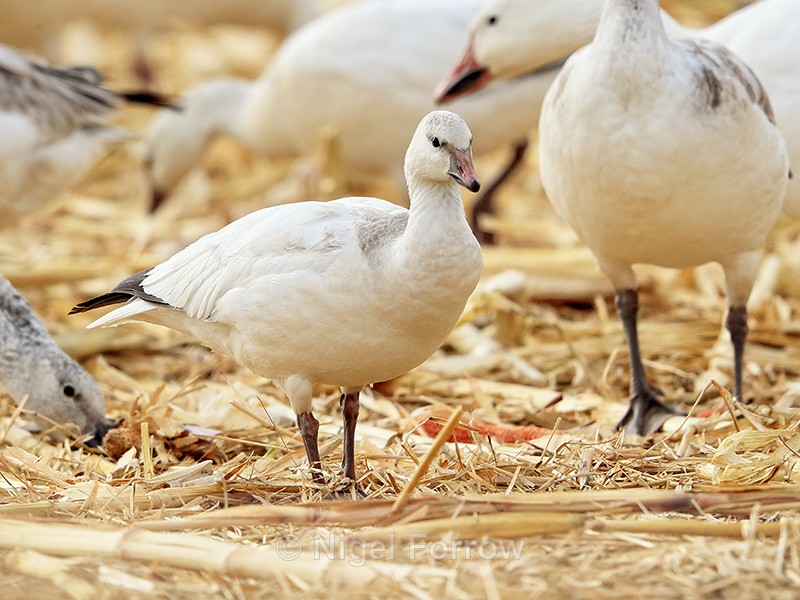 Ross's Goose (juvenile), Bosque del Apache, New Mexico - Ross's Goose