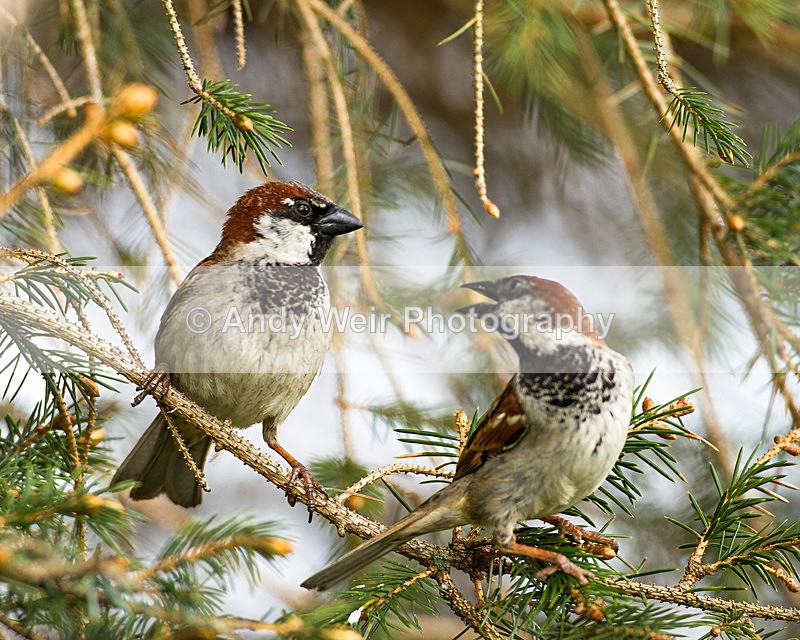 20130505-_MG_3429 - House Sparrow