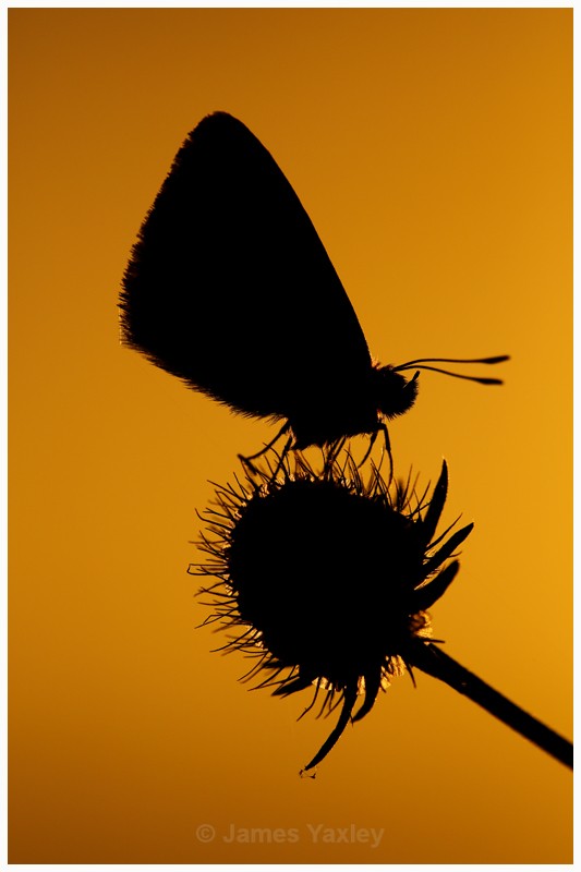 1- Chalk-hill Blue at Dawn - Best of British Wildlife