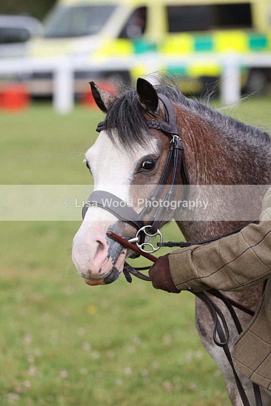 JPP_0342 - Class 14: Cornish Combination Leading Rein