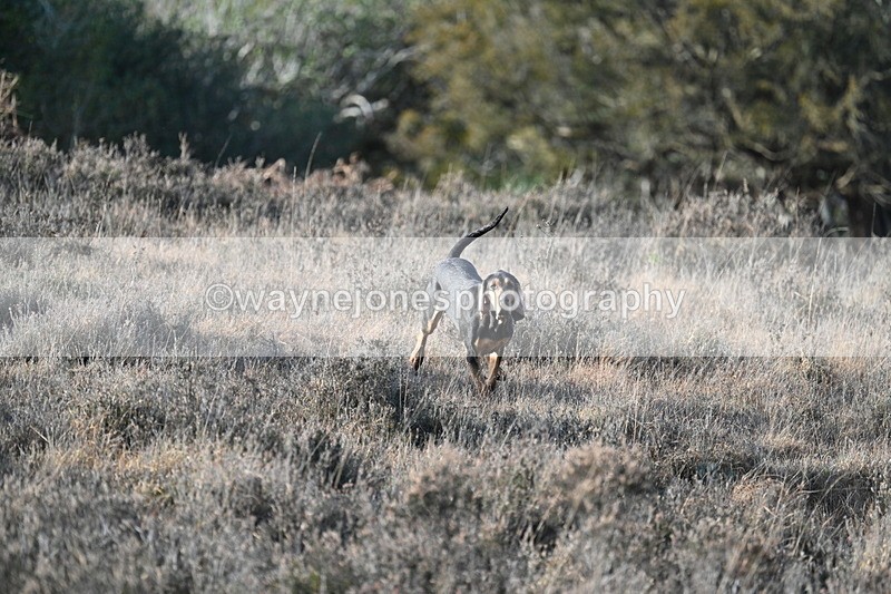 WJ7_7885 - Line 3 (no line 4 or 5)