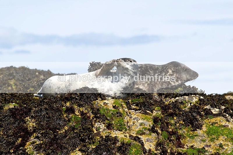_CNP0450 - Farne Isles
