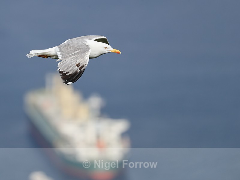 Yellow-legged Gull gliding, Gibraltar - Yellow-legged Gull