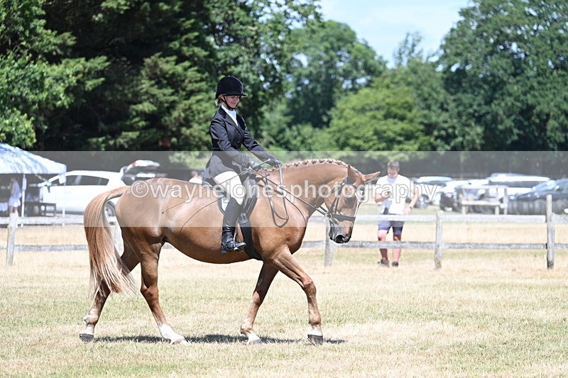 WJ7_2981 - Class 7 Riding Club Show Horse