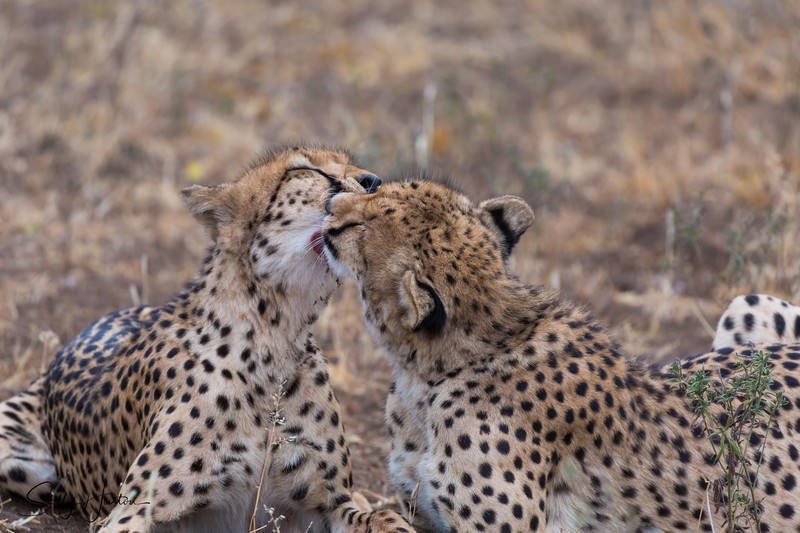 Cheetah Clean 1