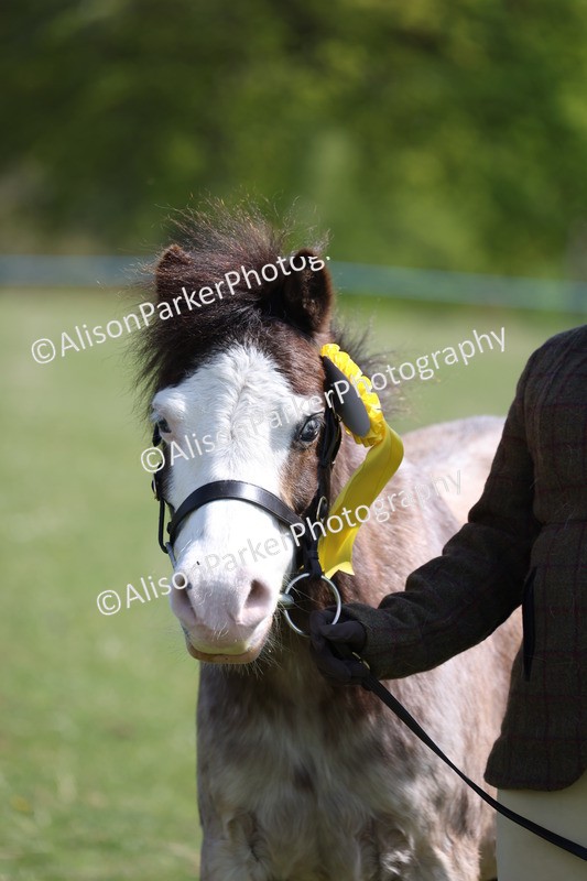 20250427-3025 - Class 27 - Coloured Horse and Pony