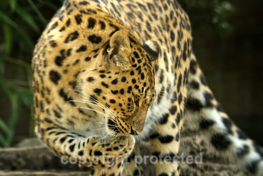 Amur Leopard - Esra - Big Cats