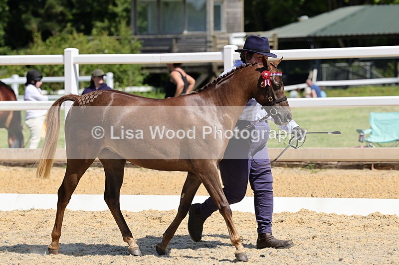 1X9A1098 - Class 8: Open Show/Hunter Pony not to exceed 153cm