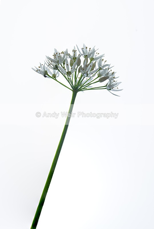 20130526-_MG_3896-1962 - Plants & Flowers