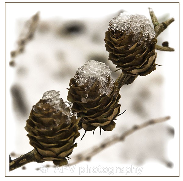  - Petals and Leaves