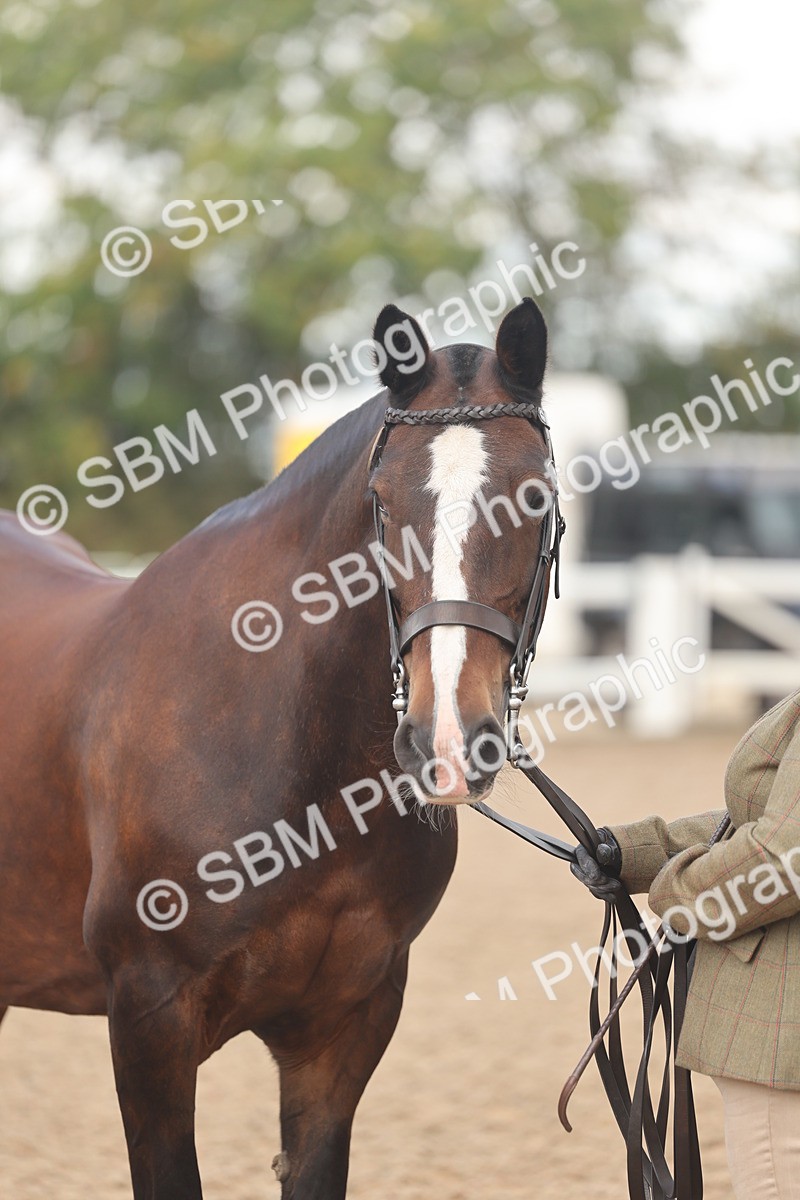 SBM_04351 - Class 17 - Prettiest Mare (IH or Ridden)