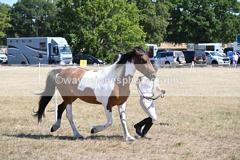 WJ6_8543 - Class 37b Best Loan Pony In-hand