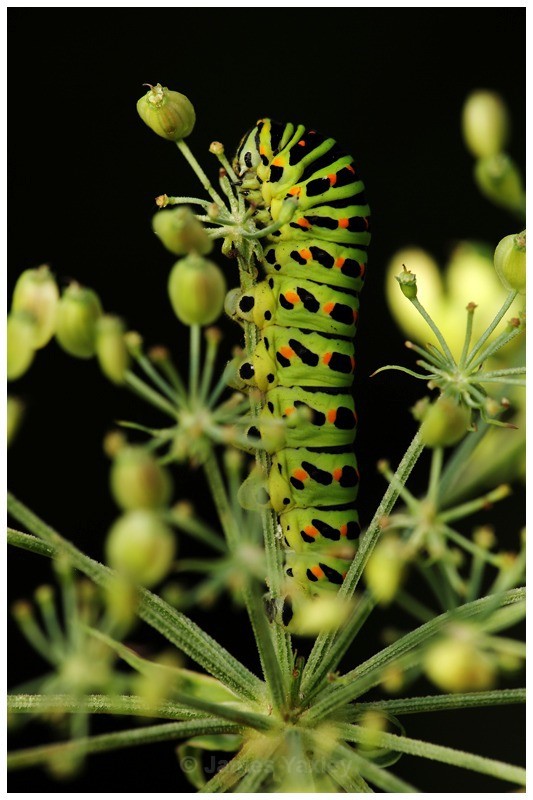 Swallowtail Caterpillar feeding on Milk Parsley - Butterflies, Dragonflies and Demoiselles