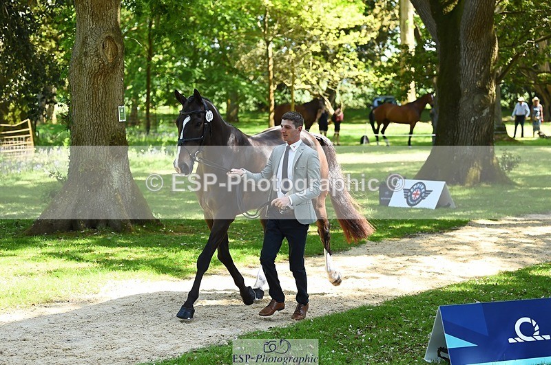 230524-151008-00102 - 309-PLOT_TWIST_B-Tom_Jackson-WEDTrotUp+DR