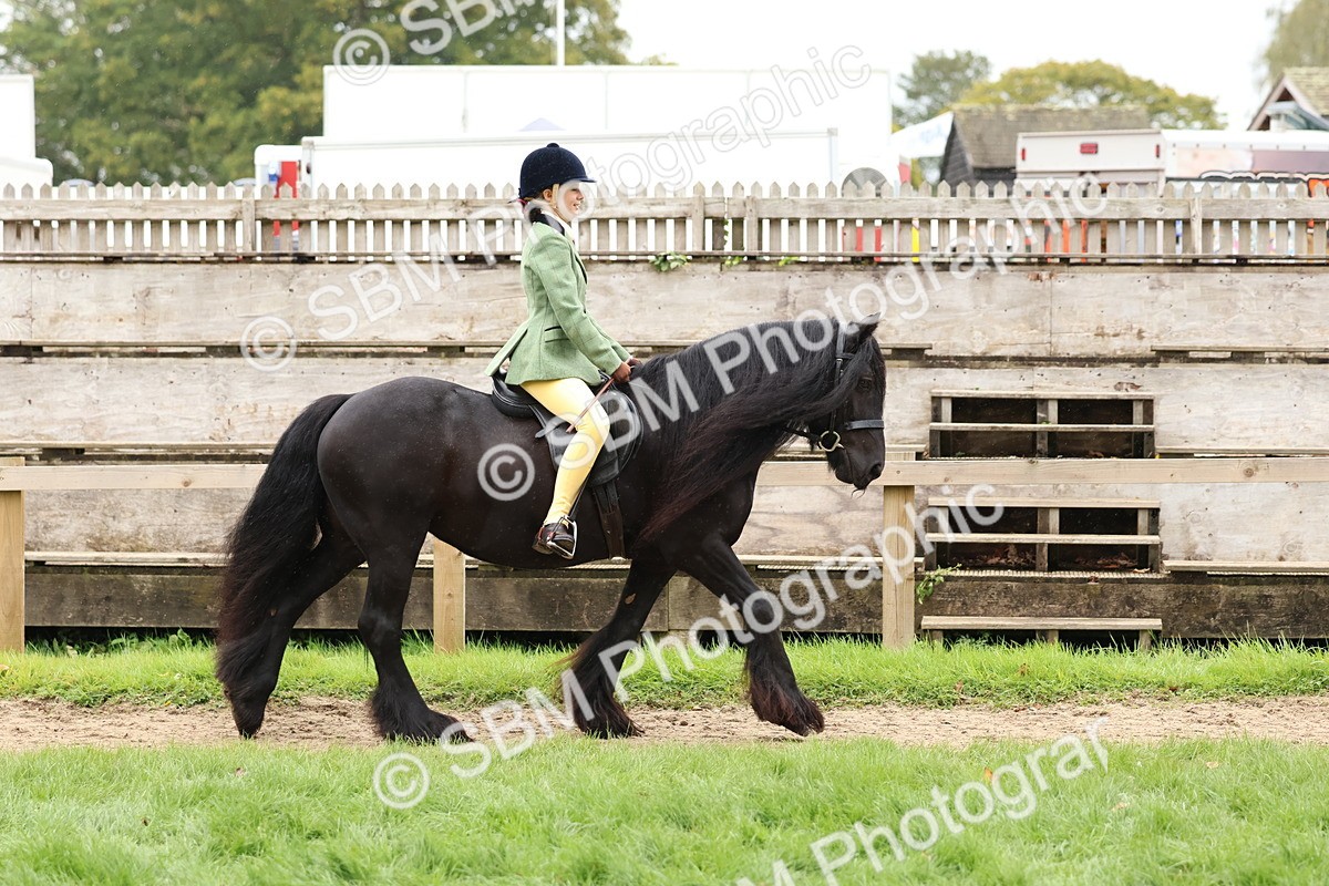 SBM_69527 - S62 - Mountain & Moorland Ridden Large Breeds