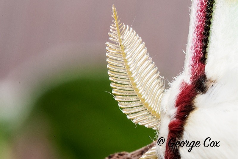Moon Moth Antenna