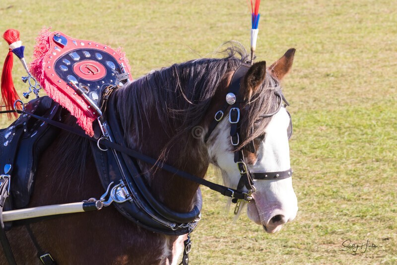 One horse and cart Portrait. 0A3A9437 - 2025 Senic Rim Clydesdale Spectacular